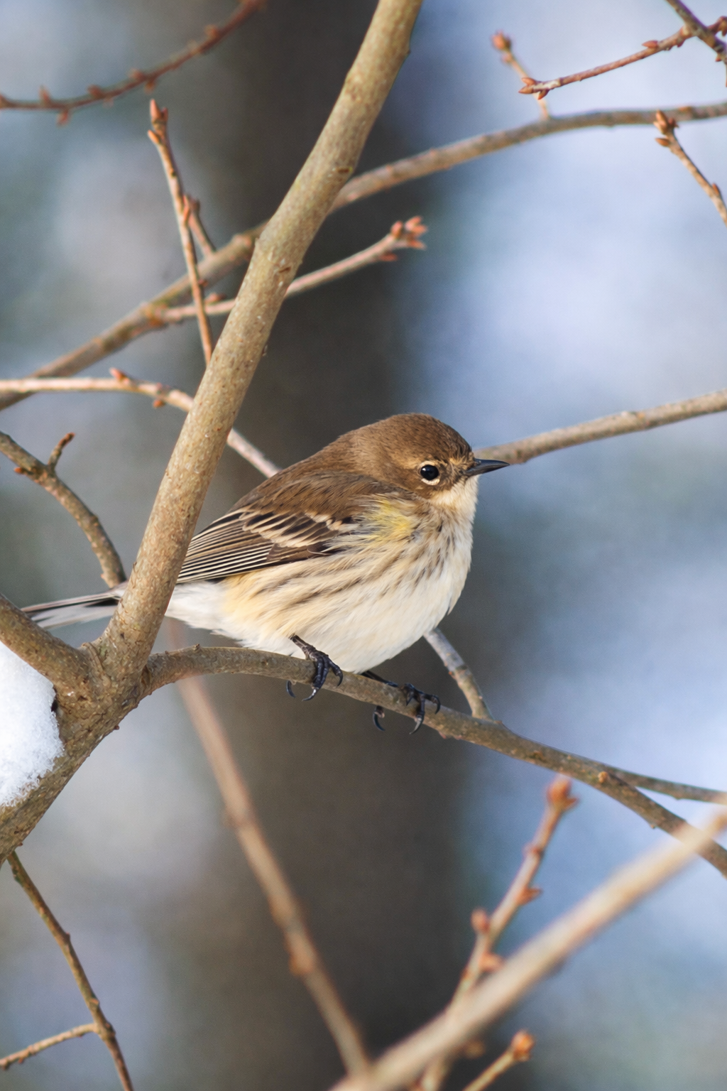 Wildlife birding