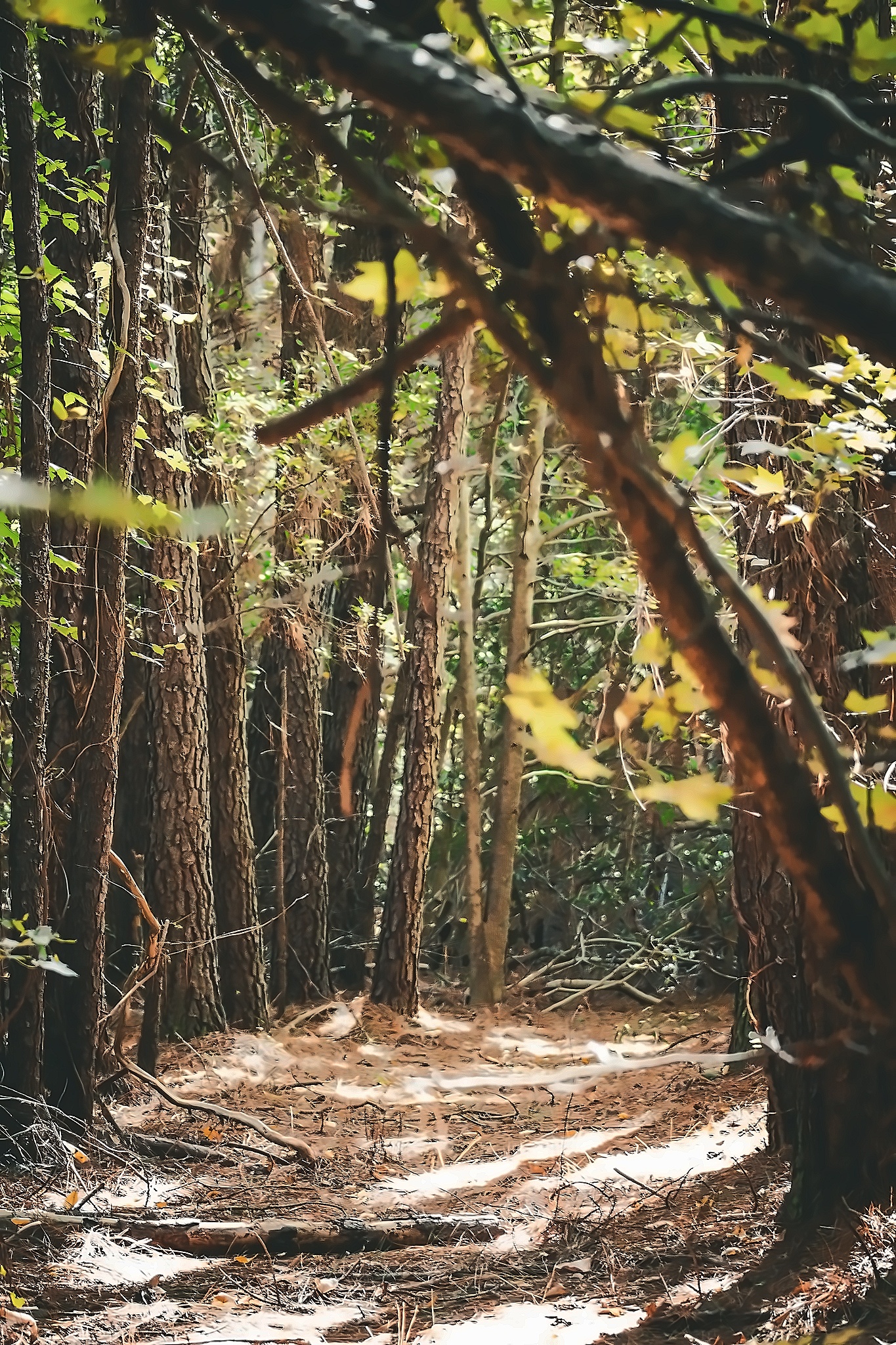 Tree canopy